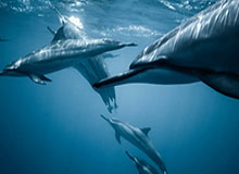 钟义浩乱战中打破僵局+激情脱衣庆祝，河南1-0领先国安！